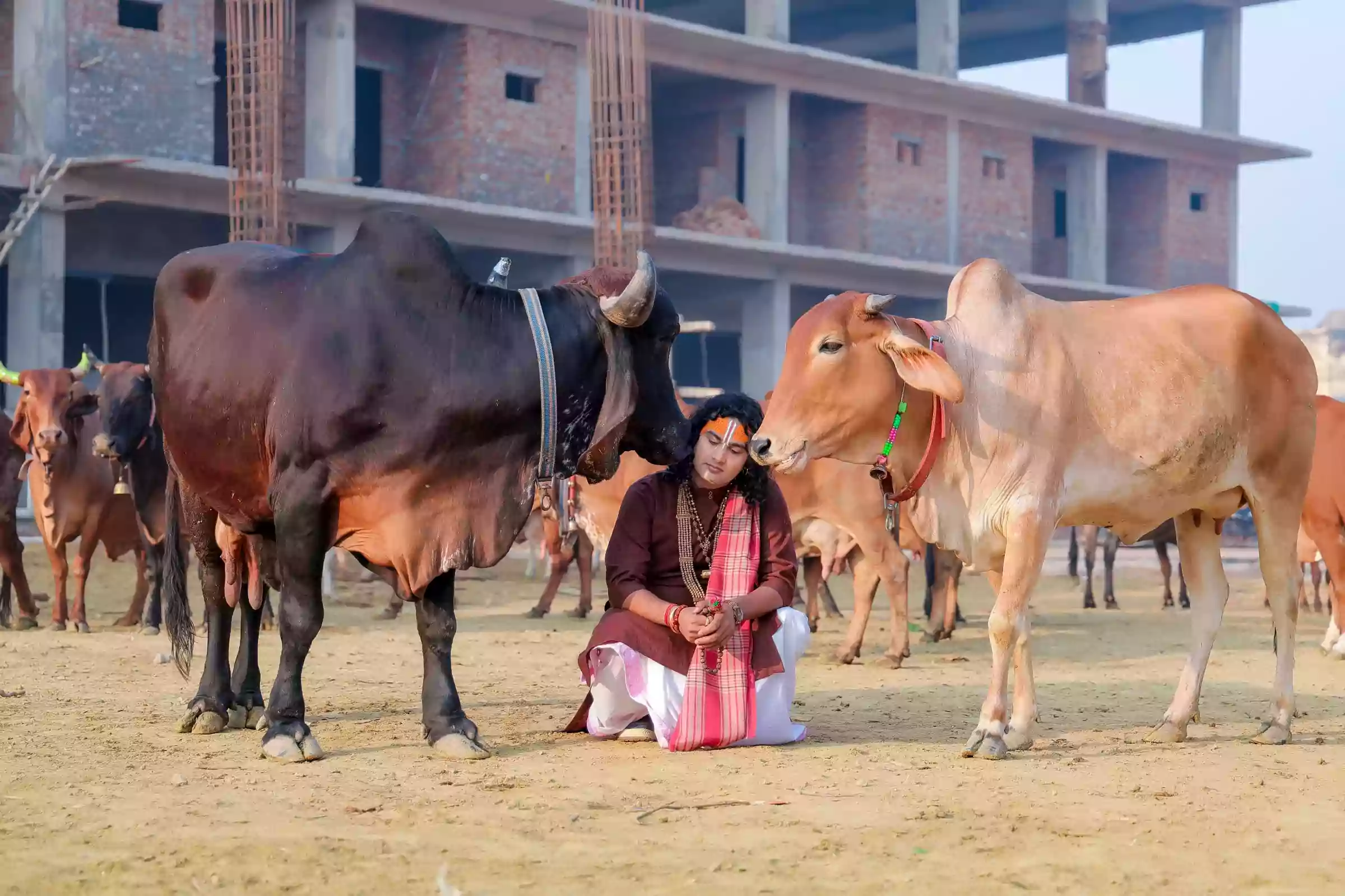 Pujya Shri Aniruddhacharya Ji Maharaj